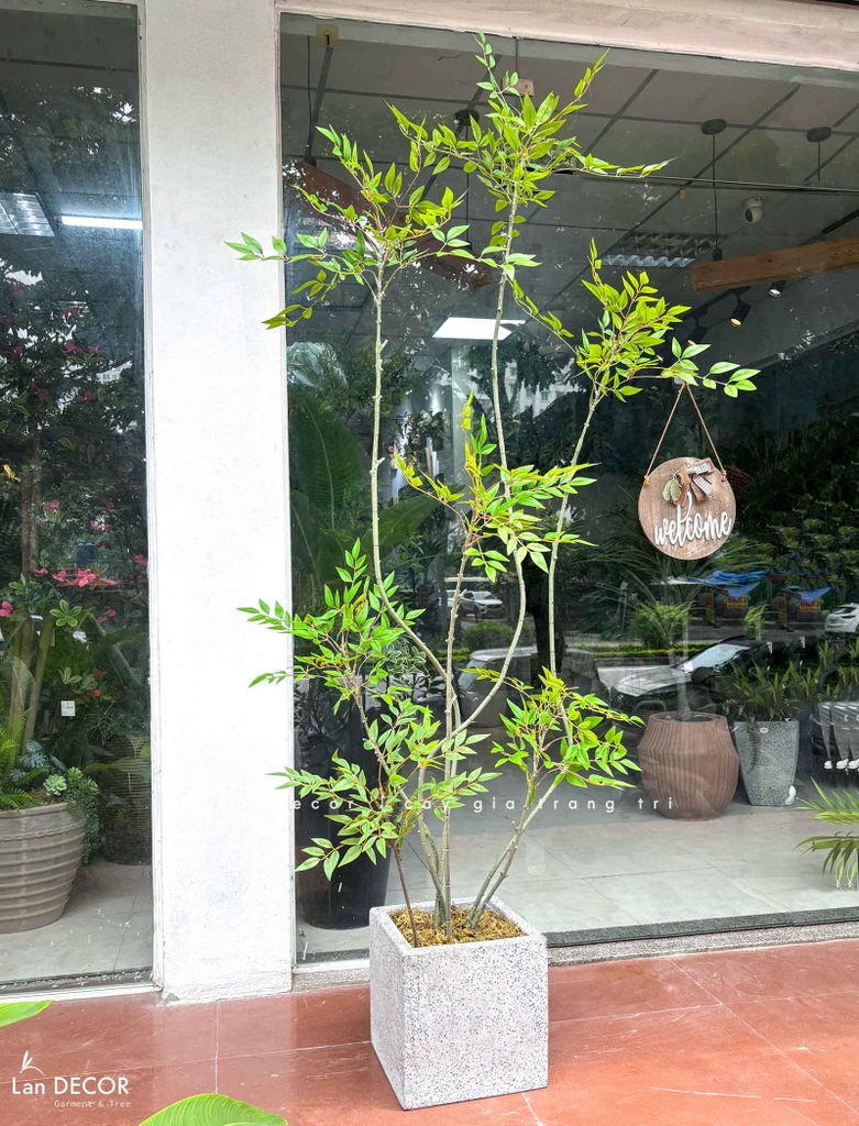 cây nam thiên trúc giả
