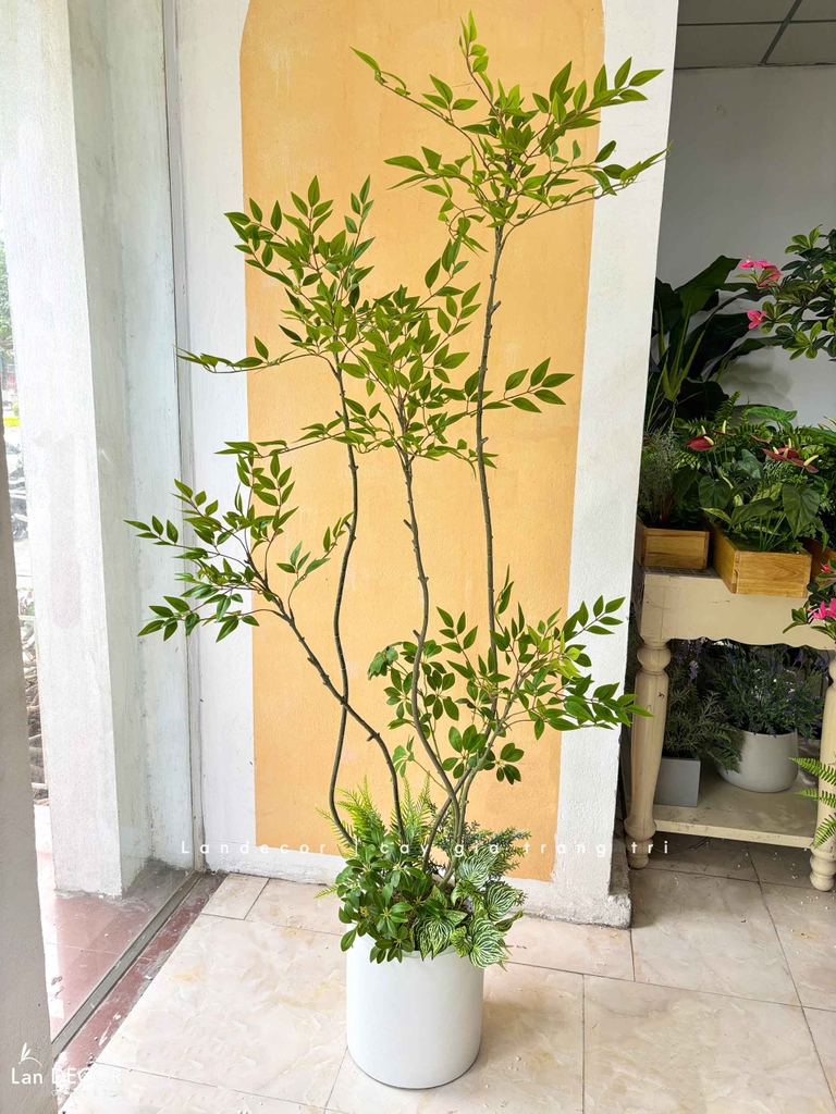 cây nam thiên trúc giả decor