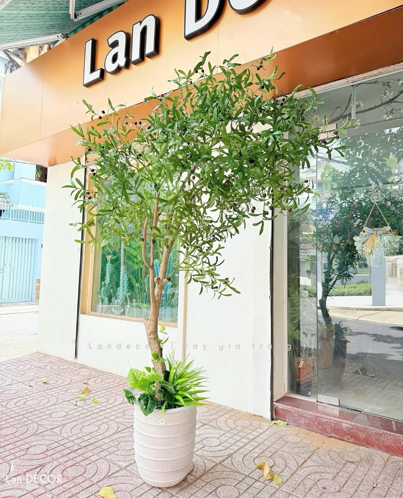 cây oliu giả