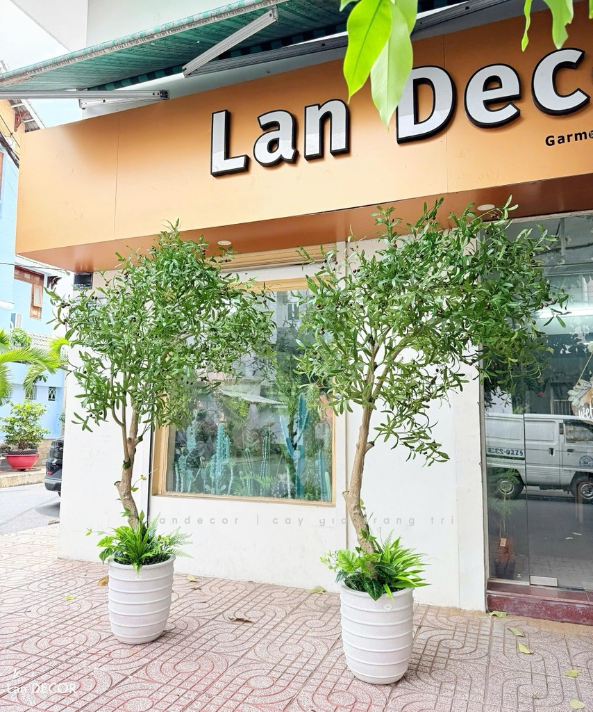 cây oliu giả