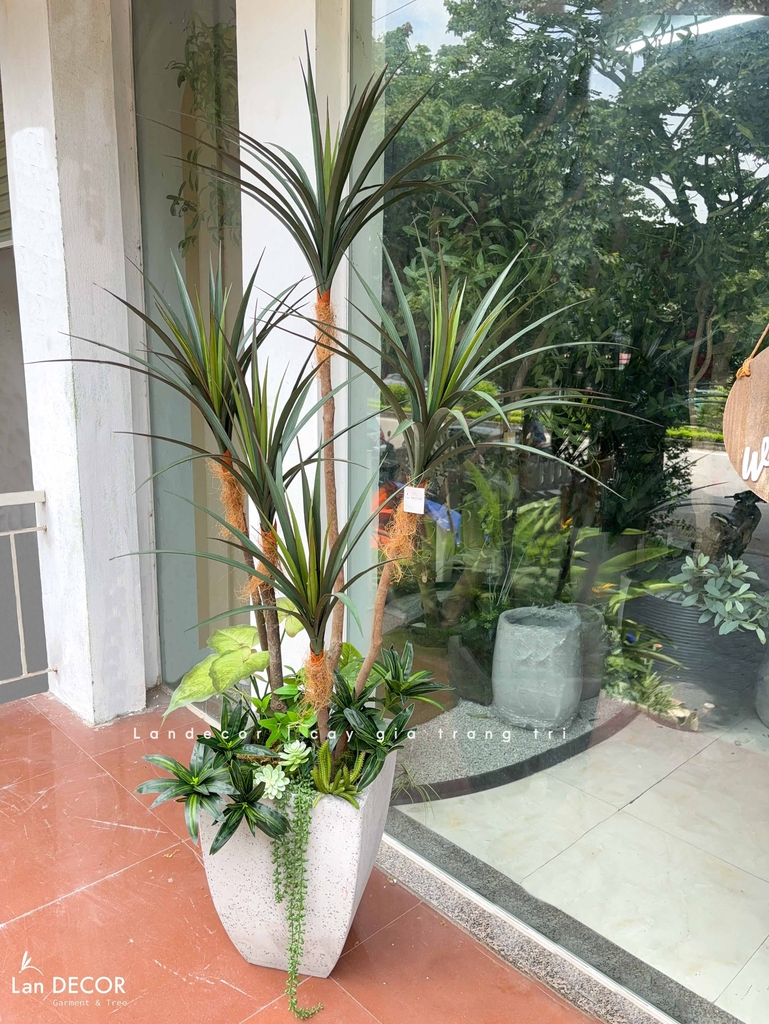 cây yucca giả 