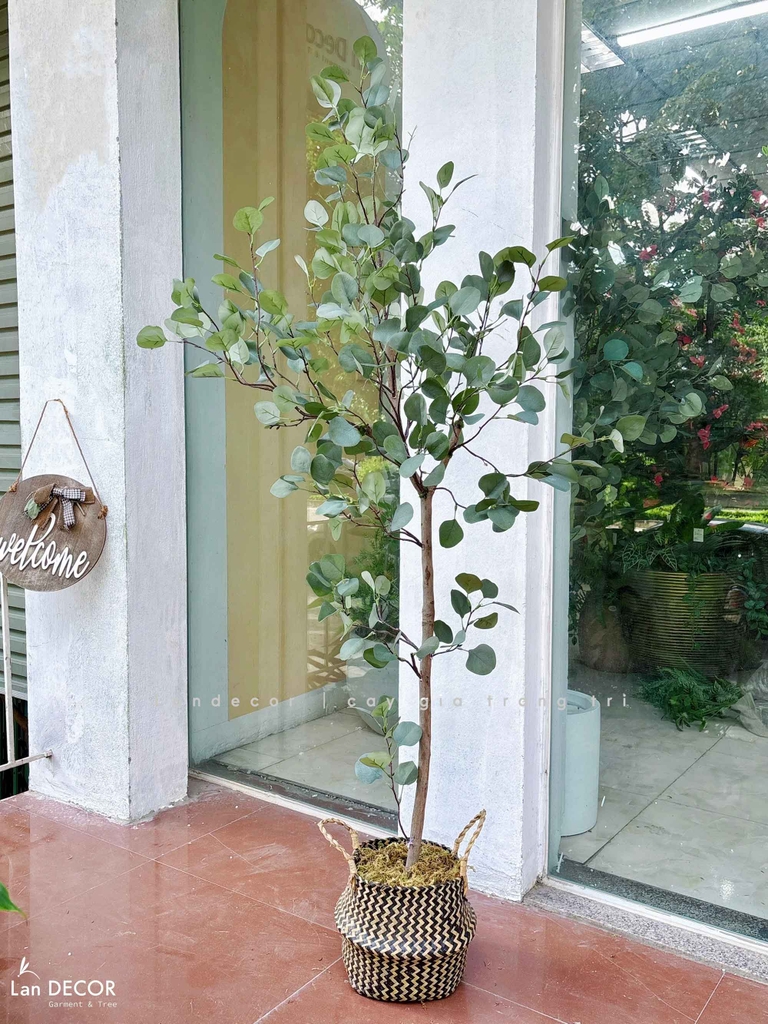 cây bạch đàn giả decor