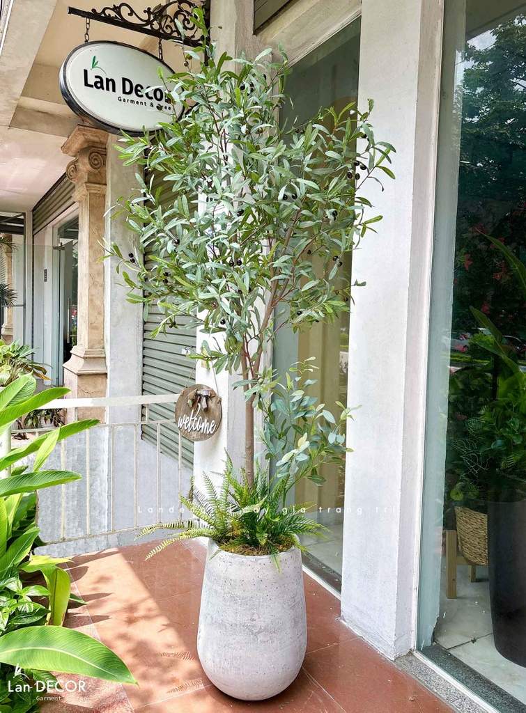 cây oliu giả decor