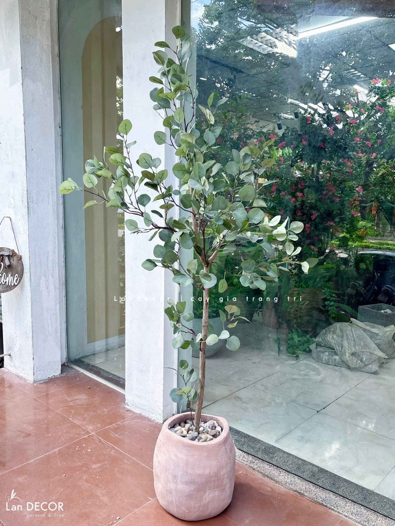 cây bạch đàn giả decor