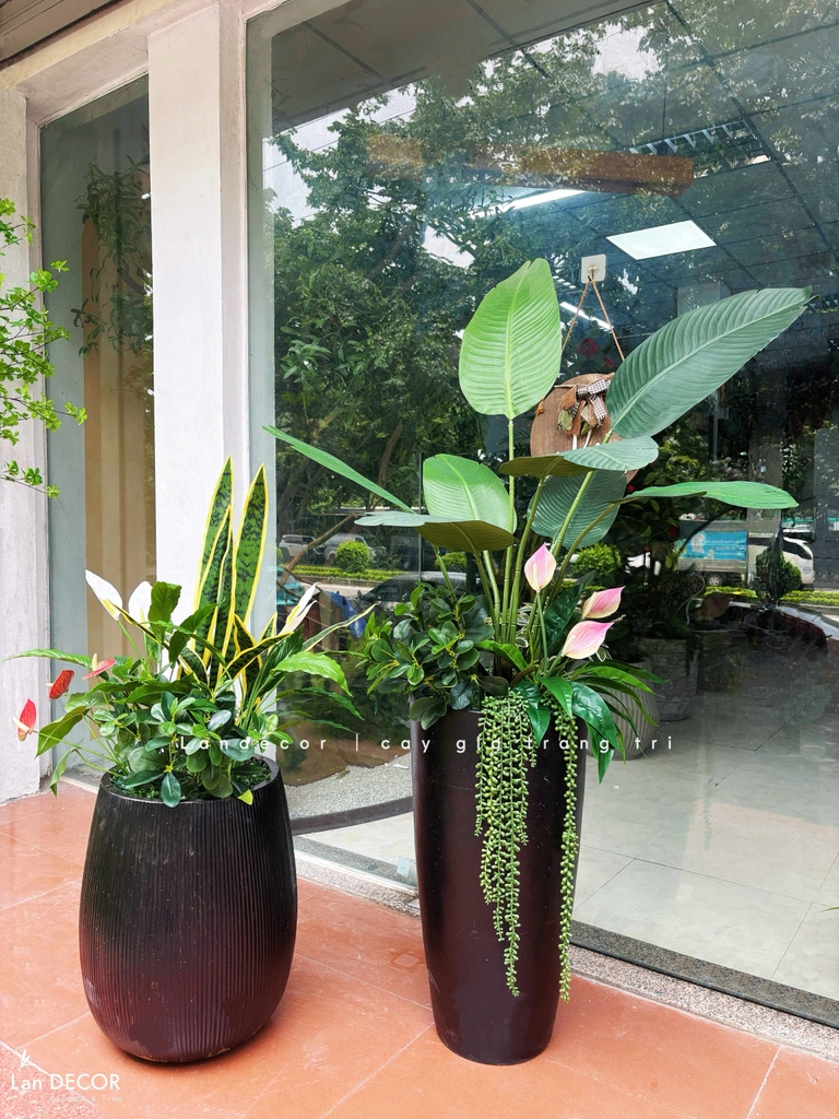 cây lưỡi hổ giả decor 