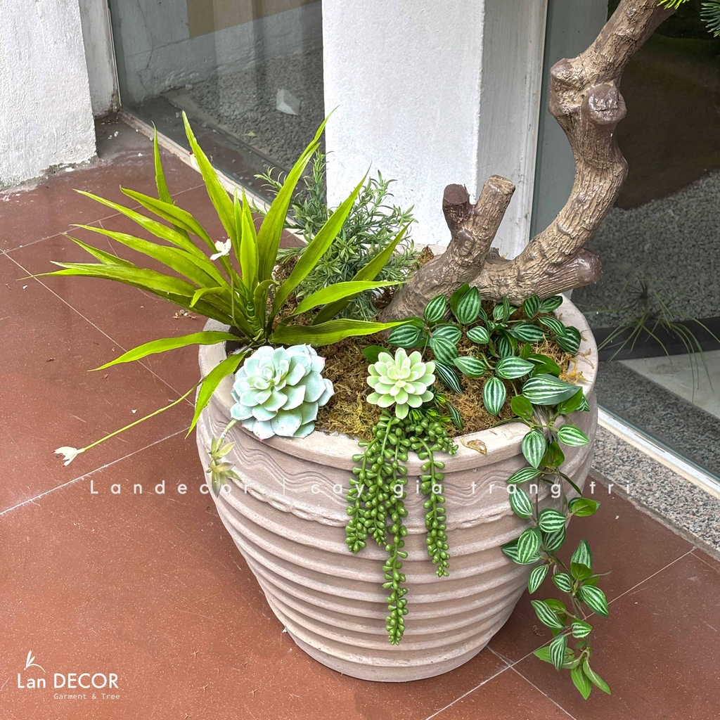 cây tùng bonsai