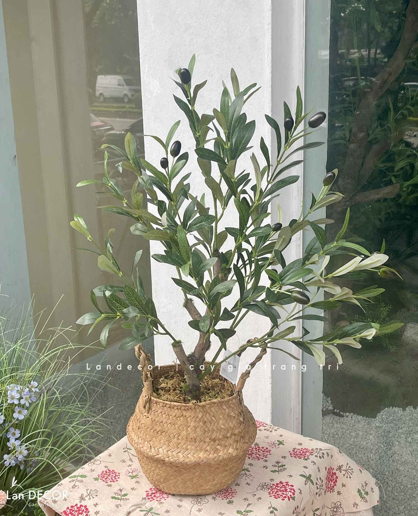 cay-olive-gia