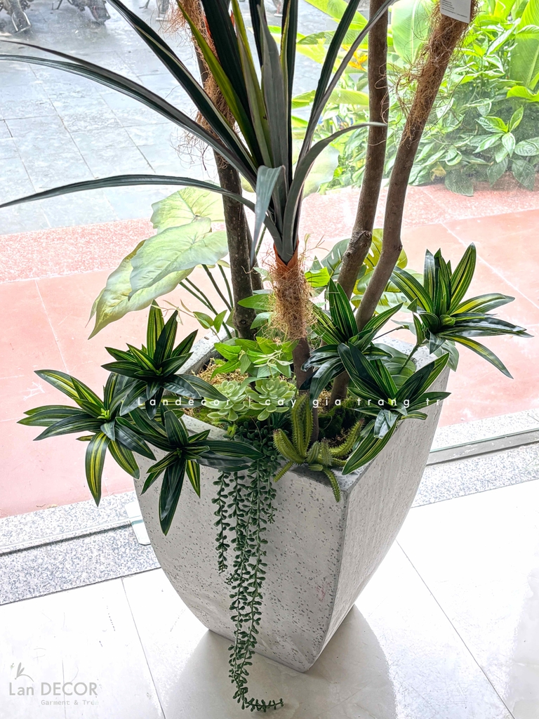 cây yucca giả 