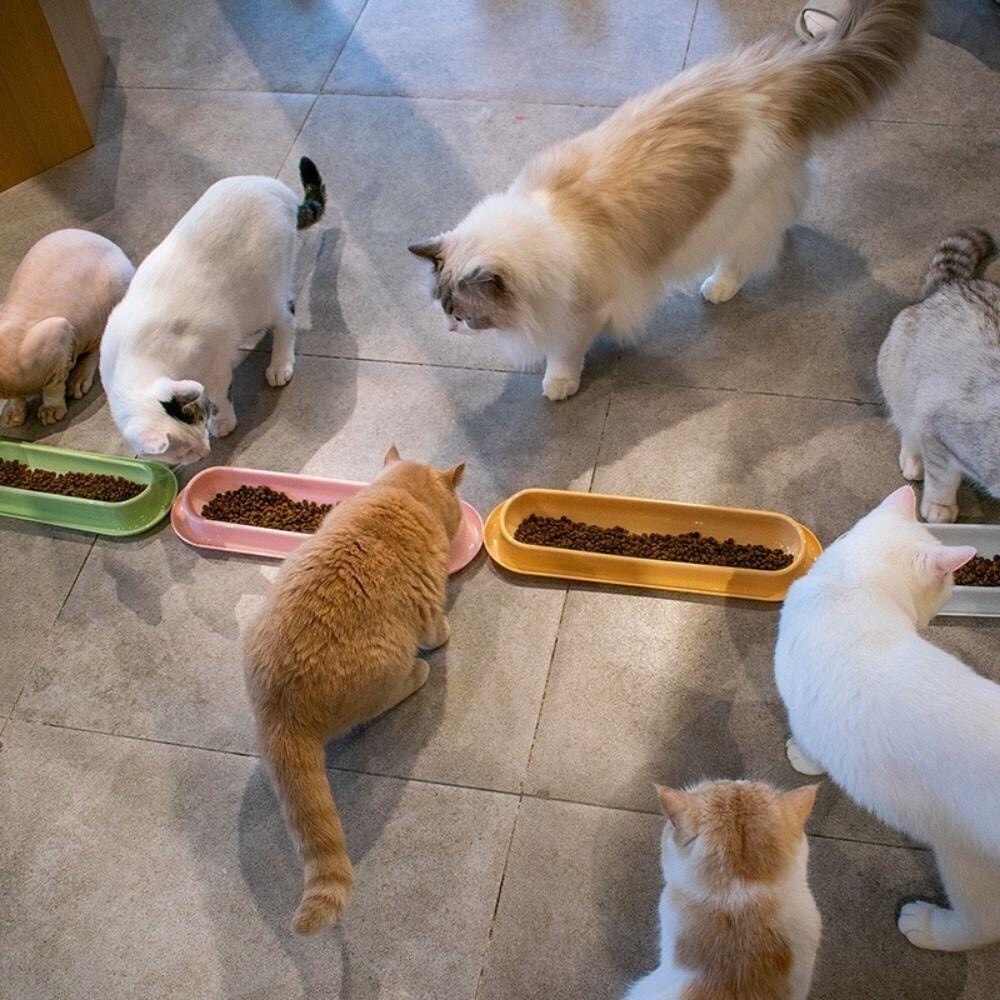 Bát cho mèo con tập ăn