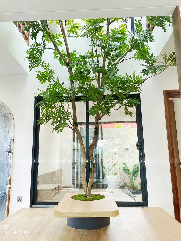 cây ưng bất bạc