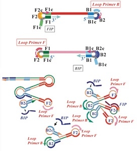 Kỹ thuật khuếch đại DNA đẳng nhiệt thông qua vòng LAMP- Loop Mediated Isothermal Amplification