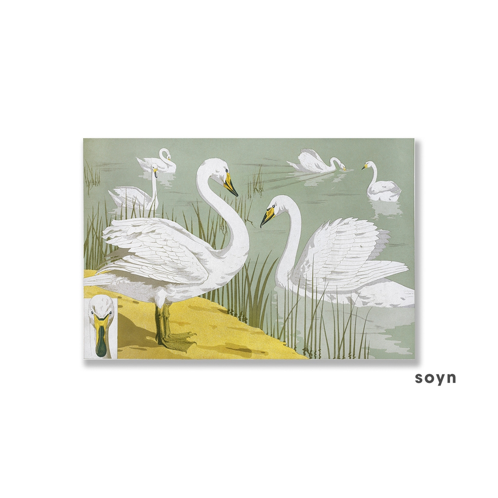 Tranh canvas Đôi thiên nga, Swan, Animal, Soyn SN0111