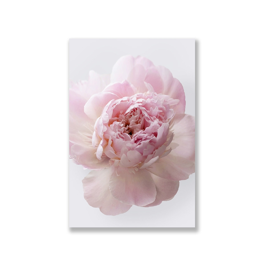 Tranh Peony flower, pink 02