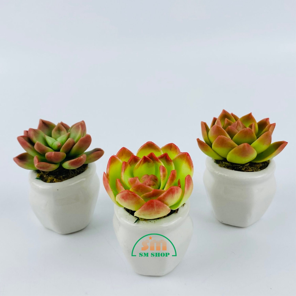 Chậu sen đá đất sét 426399