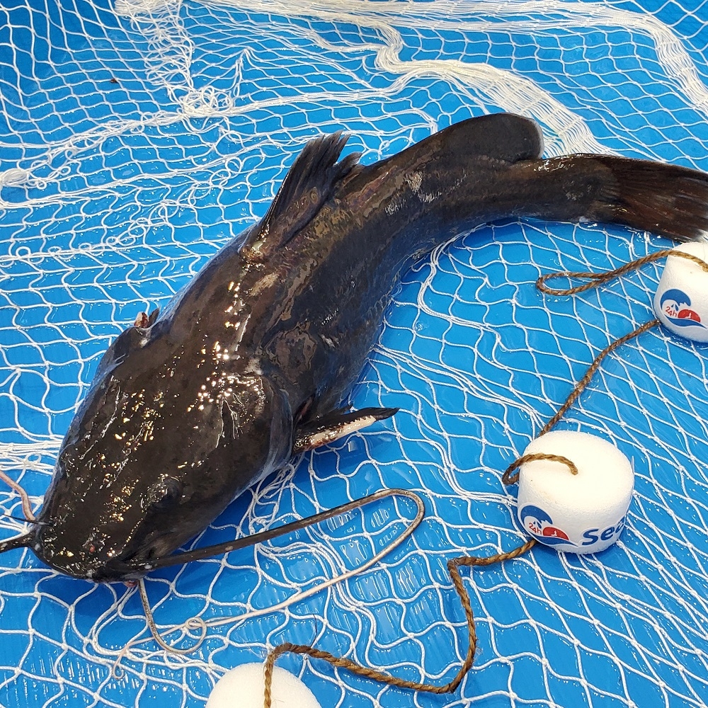 Chú LongVIP ở thủ đô của Angola về VN lâu chưa ta?