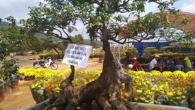 chiem-nguong-cay-khe-hinh-cho-dua-15-ngon-gia-nua-ti-o-phu-quoc