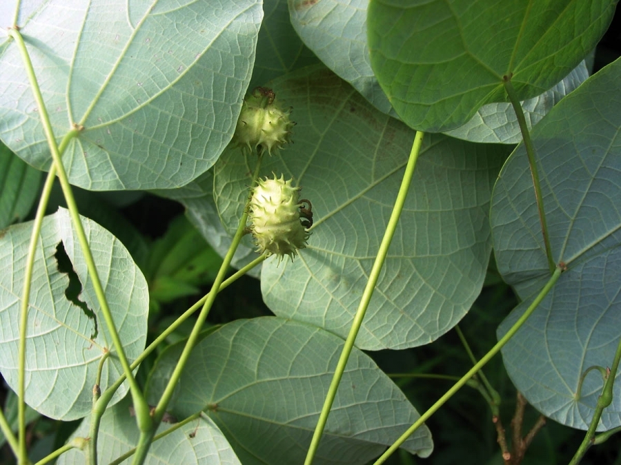 Ba bét hoa nhiều - tên lạ thuốc hay