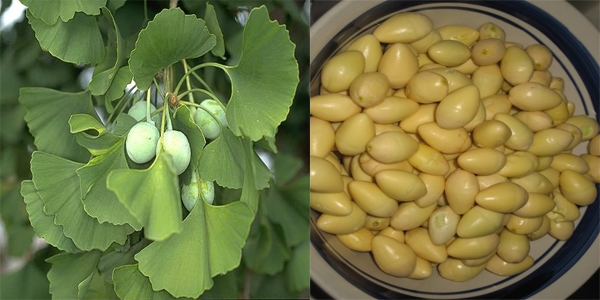 Thảo dược bồi bổ thần kinh