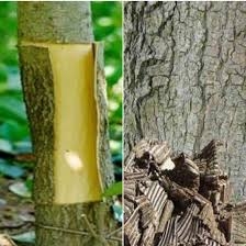 Chế biến vị thuốc Đỗ trọng