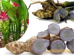 Chế biến dược liệu: Nga truật