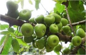 Những tác dụng chữa bệnh bất ngờ của Sung