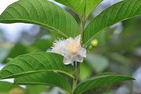 Lá Ổi giúp ổn định đường huyết