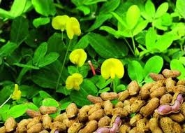 Củ lạc trị bệnh đường hô hấp