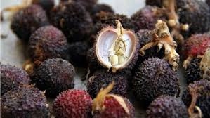 Thuốc chữa bệnh từ cây Sa nhân