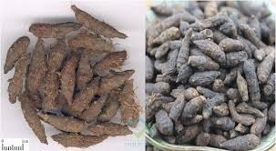 Chế biến vị thuốc Hương phụ