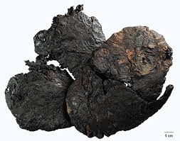 Chế biến vị thuốc Sinh địa