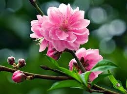 Ngày xuân làm đẹp bằng rau quả