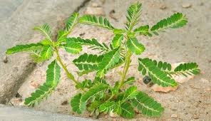 Diệp hạ châu - Thuốc tiêu độc, lợi mật, lợi tiểu
