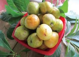 Táo mèo phòng tăng huyết áp