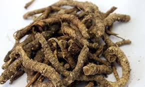 Những nghiên cứu mới về cây Hoàng liên chân gà