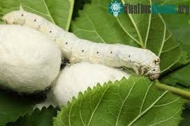 Cách dùng ngài tằm đực làm thuốc