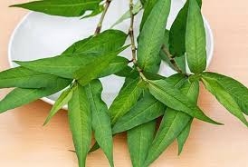 Rau Răm trị nhiều bệnh