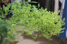 Hòe hoa hỗ trợ trị tăng huyết áp, xuất huyết