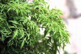 Đinh lăng: thuốc bổ cho mọi nhà