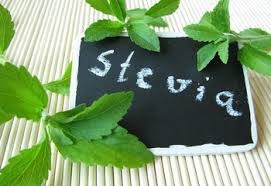 Cỏ ngọt Stevia – thực phẩm cho người tiểu đường