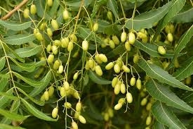 Cây sầu đâu rừng