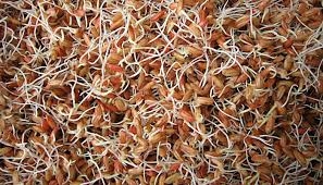 Mầm lúa trị tỳ vị hư nhược