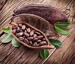 Cacao: Vị thuốc chống oxy hóa