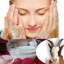 Làm đẹp từ sữa Dê