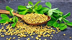Thảo dược nào trị biếng ăn?