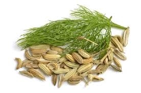 Thìa là - vị thuốc đa năng