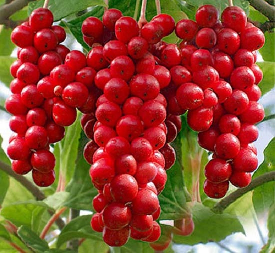 Cây Ngũ vị bắc ở Quảng Nam