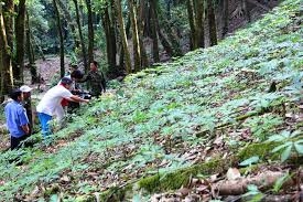 Trồng Sâm Ngọc Linh dưới tán rừng tự nhiên ở Quảng Nam và Kon Tum