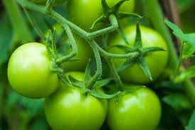 Cà chua xanh giúp giảm giãn tĩnh mạch