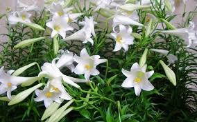 Tỏi rừng giải độc, chữa ho