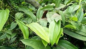 Thổ phục linh trị gân cốt đau tê